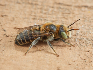 Mason bee. Genus Hoplitis. Spain.  