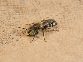 Mason bee. Genus Hoplitis. Spain.  