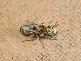 Mason bee. Genus Hoplitis. Spain.  