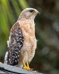 Close -up of red tail hawk