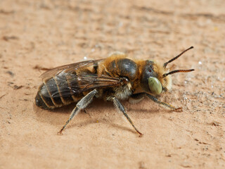 Mason bee. Genus Hoplitis. Spain.  