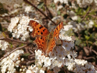 Orange butterfly on a white flower. Polygonia c-album