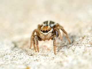 Cute jumping spider of Phlegra genus.        