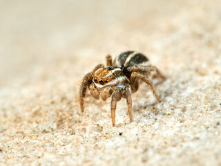 Cute jumping spider of Phlegra genus.        