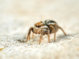 Cute jumping spider of Phlegra genus.        