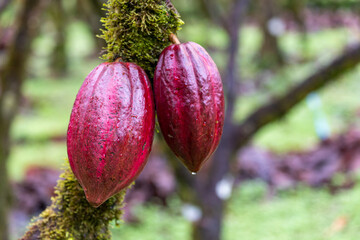 Red cocoa fruit (Theobroma cacao) growing in an organic plantation
