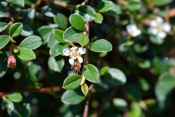 Obraz premium Bearberry cotoneaster Radicans