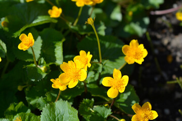 Obraz premium Marsh Marigold