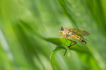 żółta muchówka o zielonych oczach siedzący na źdźble trawy - obrazy, fototapety, plakaty