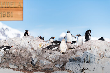 Penguins on Antarctica.