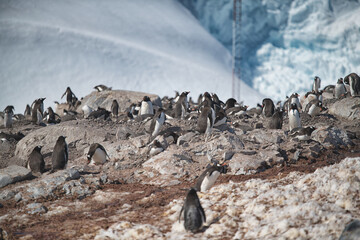 Fototapeta na wymiar Penguins on Antarctica.