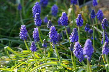 Grape hyacinth (Muscari armeniacum), blue violet spikes, in Spring sunshine with green leaves. Macro close-up Lily Family (Liliaceae). Dublin, Ireland
