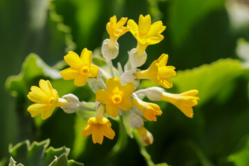 Primula palinuri, bright yellow rosettes or clusters on plant blooming in Spring. Dublin, Ireland