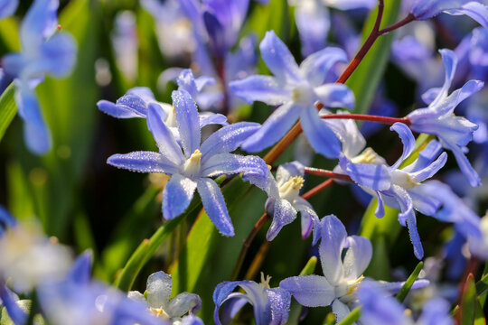 Hyacinthaceae "Chionodoxa forbesii", blue violet flowers, with sunshine shining on morning dew drops. Selective focus, macro closeup, Spring flowers. Dublin, Ireland. Also known as "Glory-of-the-Snow"