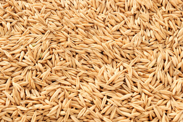 Oats closeup, texture background. Diet, nutrition recycled concept, harvest year.