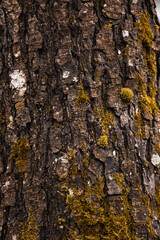Textured bark of a tree
