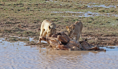 Two African lions with prey