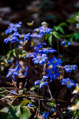 Blue hepatica flowers in the forest