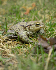 Green frog in the grass on the ground