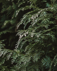 Branches of a pine tree in the forest