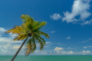 Tropical beach scene in northeast Brazil. Coconut tree, blue sky and sea. Barra de Camaratuba, Paraiba, Brazil.