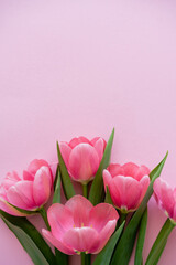 bright blooming tulips isolated on pink.
