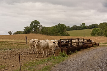 Cows grouping along along a feeder next through a dirt road in the fields of the Wallonian countryside near Dinant, Belgium 