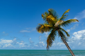 Fototapeta na wymiar Tropical beach scene in northeast Brazil. Coconut tree, blue sky and sea. Barra de Camaratuba, Paraiba, Brazil.