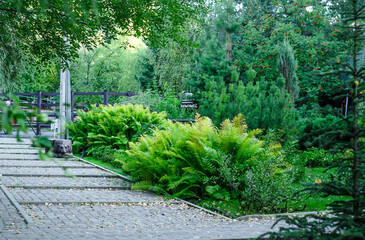 Beautiful green ferns in  garden. Landscaping. Botany.
