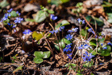 Blue hepatica flowers in the forest