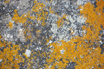 Natural Stone and moss pattern