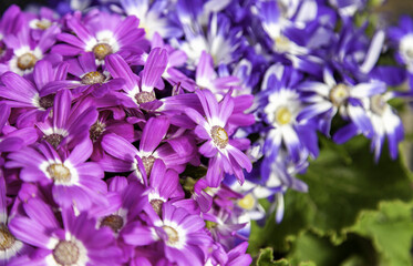 Fototapeta na wymiar Colored daisies bouquet