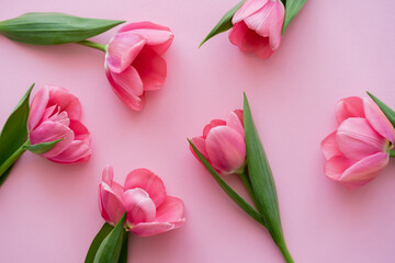 top view of blossoming tulips with green leaves on pink.