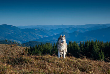 Siberian husky dog in the mountains © Taras