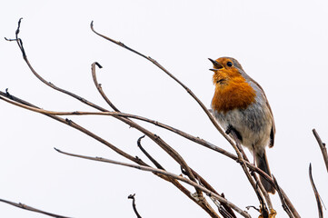 European robin, erithacus rubecula, singing from a winter tree branch