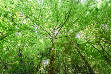 Fototapeta premium Green beech trees forest