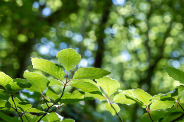 Beech tree green leaves