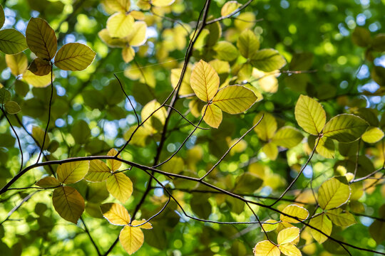 Oriental beech golden leaves
