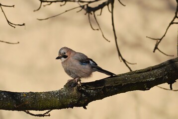 a large colorful bird on a branch