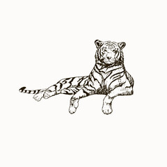 tiger sketch black