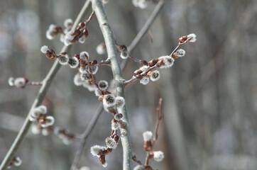 Close up of Pussy Willows in Early Spring