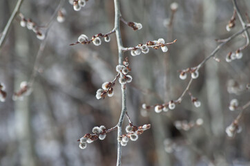 Close up of Pussy Willows in Early Spring