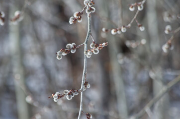 Close up of Pussy Willows in Early Spring