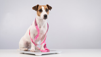 Dog jack russell terrier stands on a scale with a measuring tape.  - obrazy, fototapety, plakaty