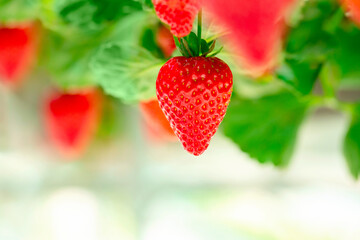 large strawberries are grown all year round in a greenhouse