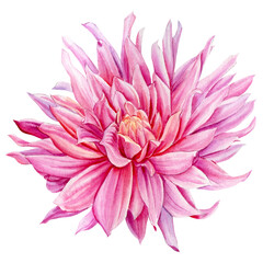 Dahlia pink flower on a white background. Watercolor illustration