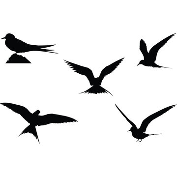 Arctic Tern Silhouette Vector