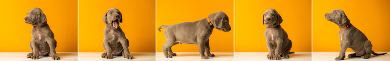 Fototapeta na wymiar Set of pictures adorable cute Weimaraner puppy on orange background
