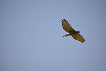 halcon en vuelo