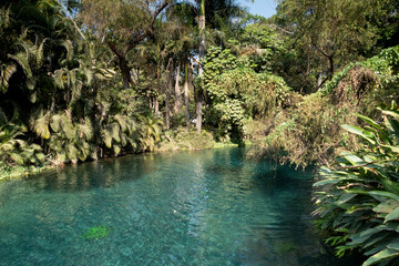rio de agua turquesa transparente entre árboles y plantas en día soleado